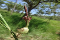 Ceropegia pullaiahii